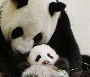 Panda and Her Tiny Baby
