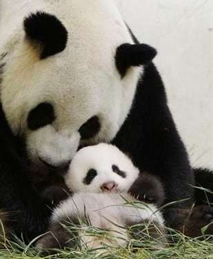 Panda and Her Tiny Baby