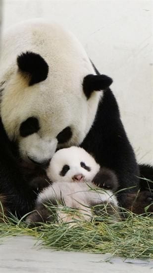 Panda and Her Tiny Baby