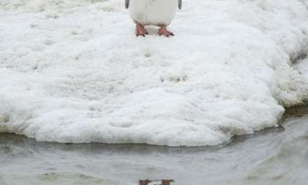 A Penguin Admires His Reflection