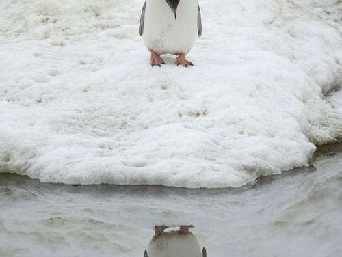 A Penguin Admires His Reflection