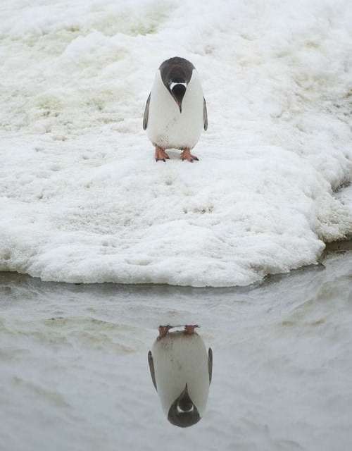 A Penguin Admires His Reflection