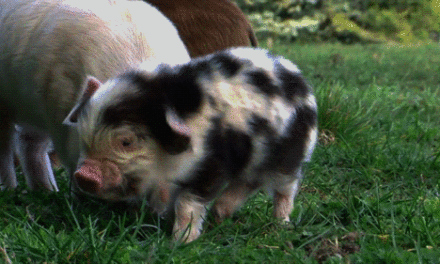 Cute Piglet