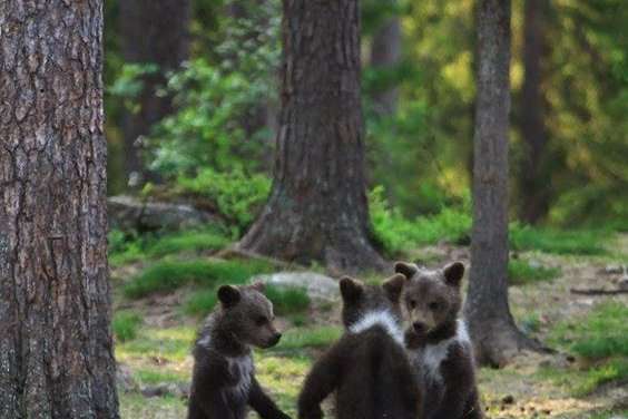 Playing In The Woods