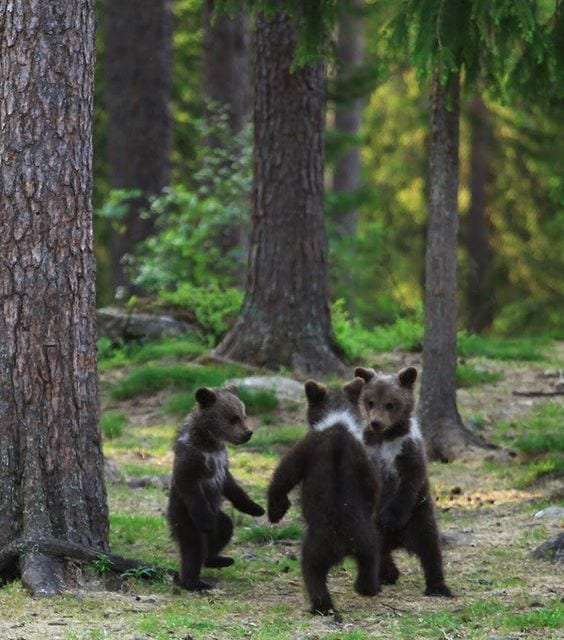 Playing In The Woods