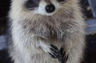 Adorable Raccoon