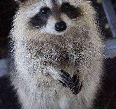 Adorable Raccoon