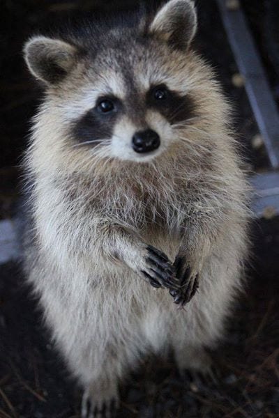 Adorable Raccoon