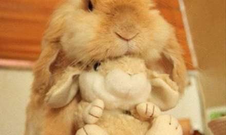 Bunny and her stuffed toy