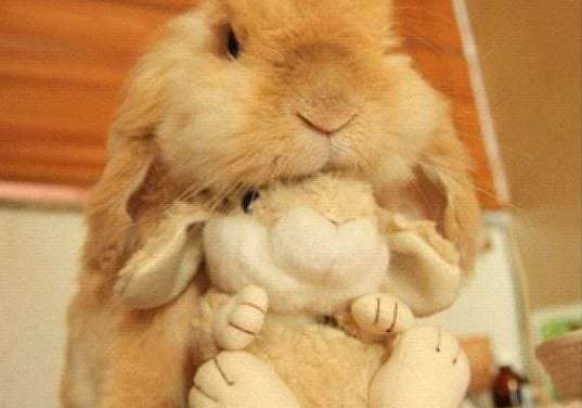 Bunny and her stuffed toy