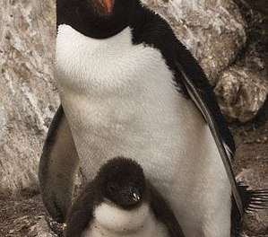 Rockhopper Penguin