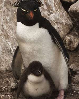 Rockhopper Penguin