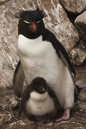 Rockhopper Penguin