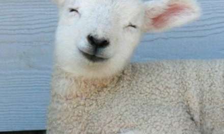 Smiley Sheep