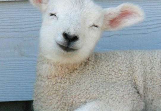 Smiley Sheep