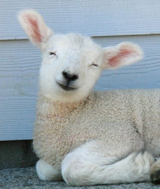 Smiley Sheep