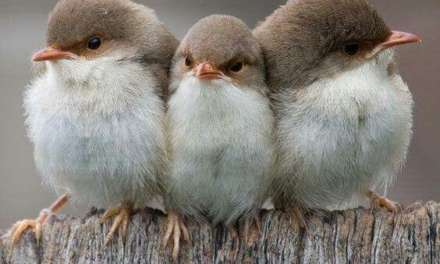 Three Little Birds