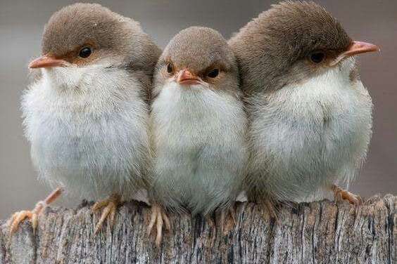 Three Little Birds