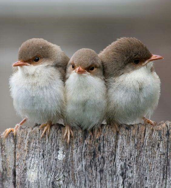 Three Little Birds