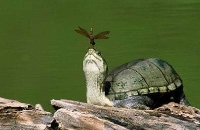 Turtle with Dragonfly
