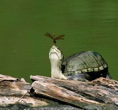 Turtle with Dragonfly