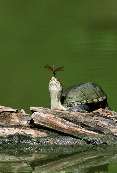 Turtle with Dragonfly