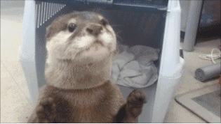 Well trained otter