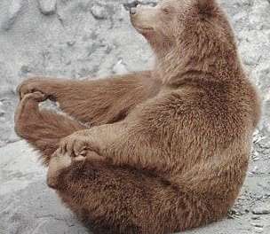 Yoga Bear