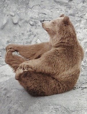 Yoga Bear