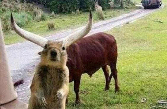 Squirrel photo bomb!