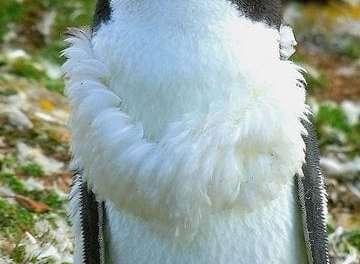 Rockhopper Penguin