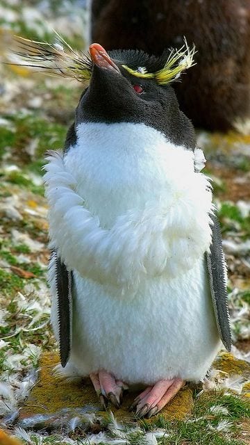 Rockhopper Penguin