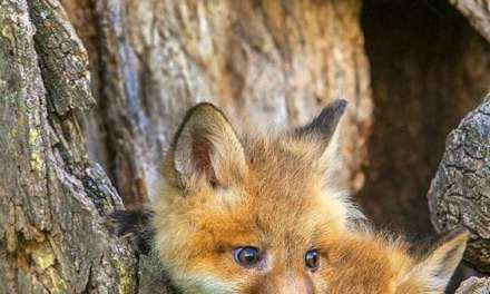 Baby Fox