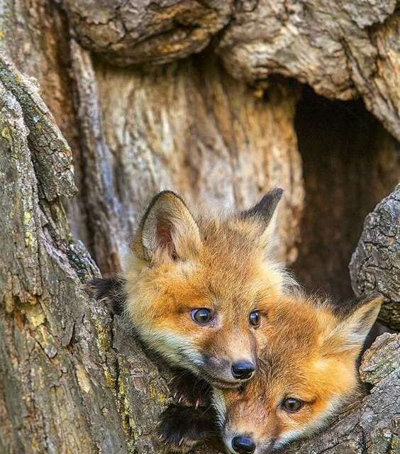 Baby Fox