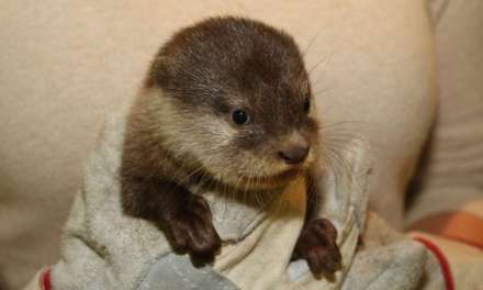 Cute baby otter