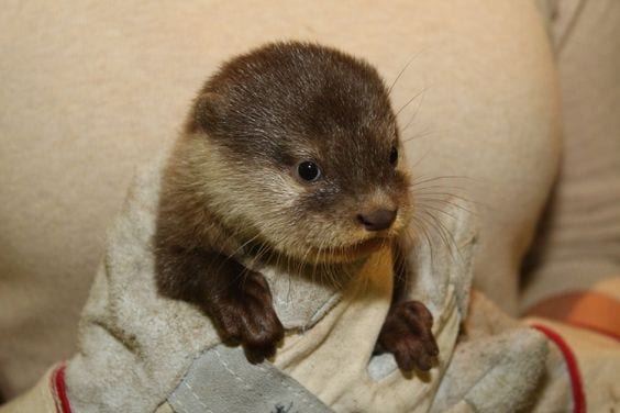 Cute baby otter