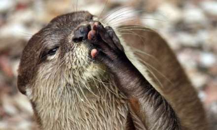 Blow a kiss otter