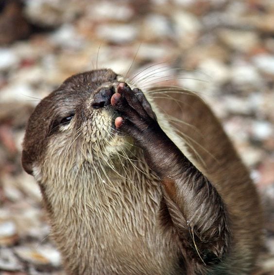 Blow a kiss otter