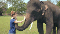 How an elephant say goodbye
