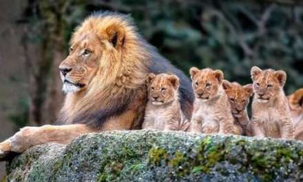 Beautiful Family