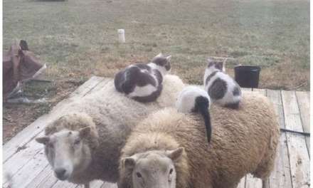 Cats found perfect bed