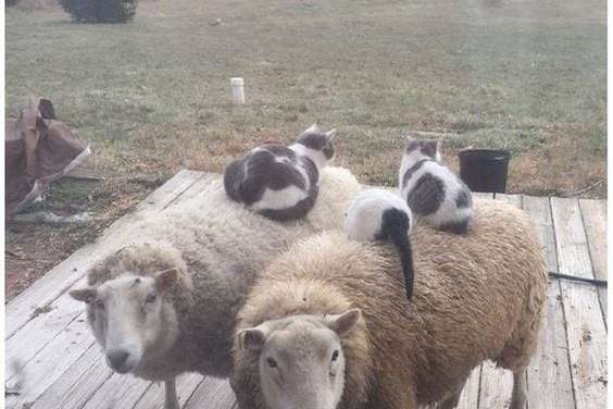 Cats found perfect bed