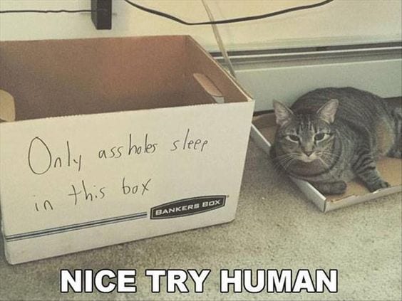 Don’t try to fool a cat