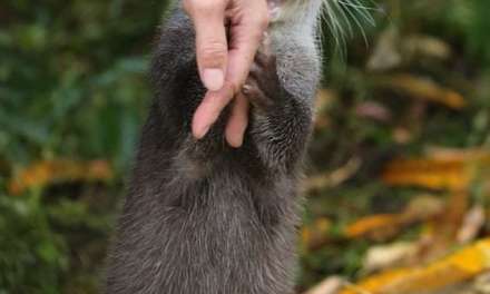 Otter Capturing a Human