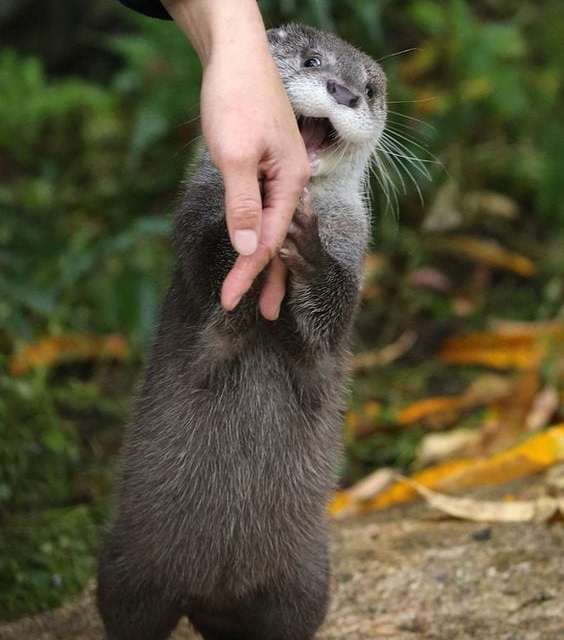 Otter Capturing a Human