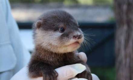 The adorable otter