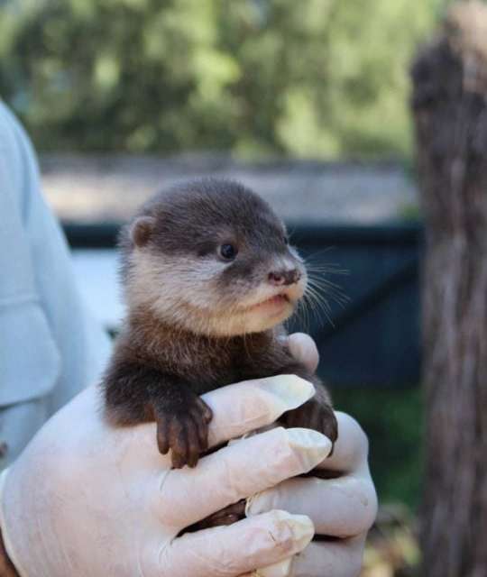 The adorable otter