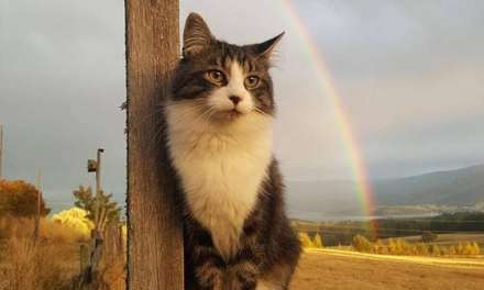 Cat over the rainbow