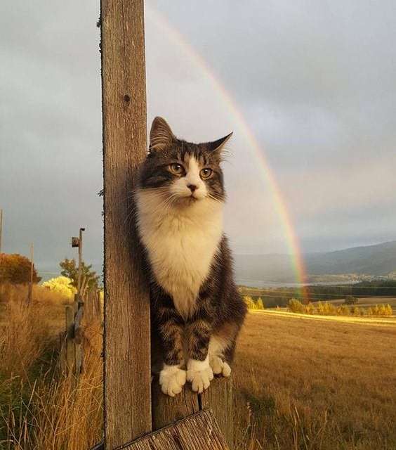 Cat over the rainbow