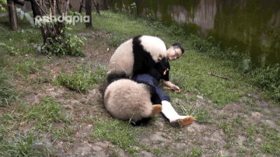 Panda attack!